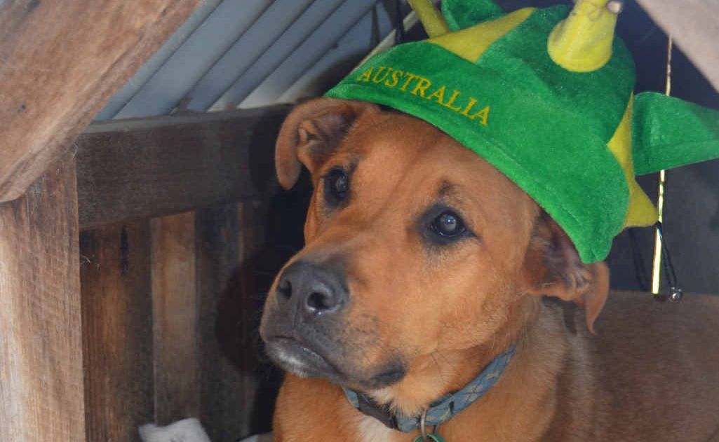 Lucky the dog shows his Aussie spirit and chills out in his kennel, where he will seek safety if the fireworks become a little too much. Lucky the dog shows his Aussie spirit and chills out in his kennel, where he will seek safety if the fireworks become a little too much.